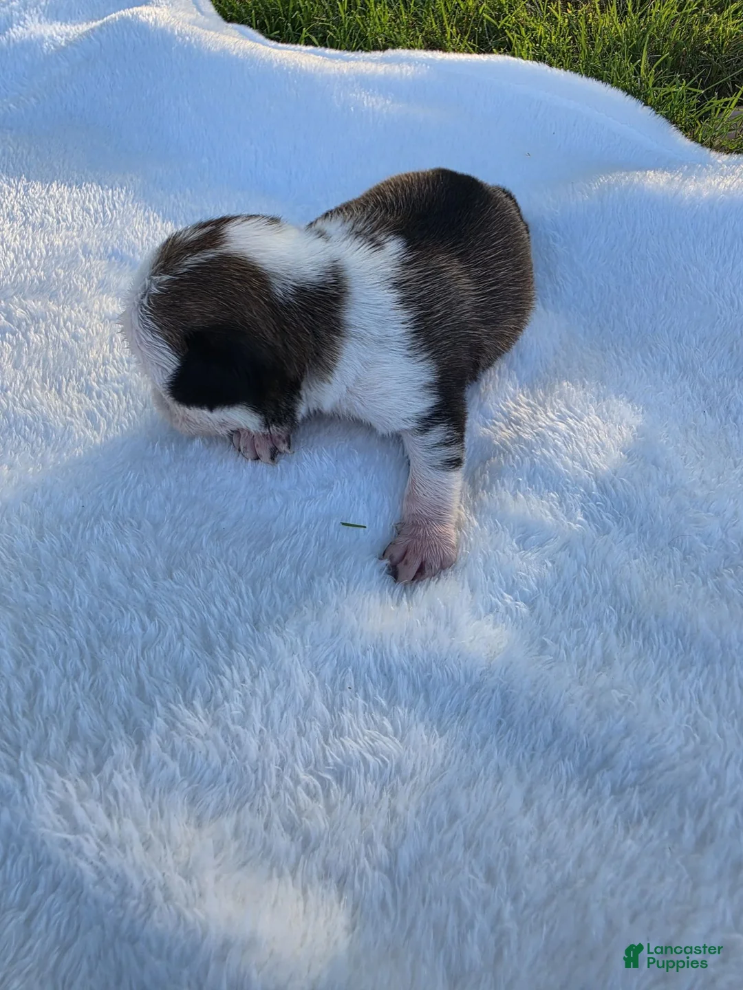 Pug dogs for sale: Female panda puppy - Ad 1