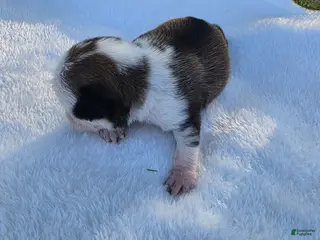 Pug dogs for sale: Female panda puppy - Ad 3