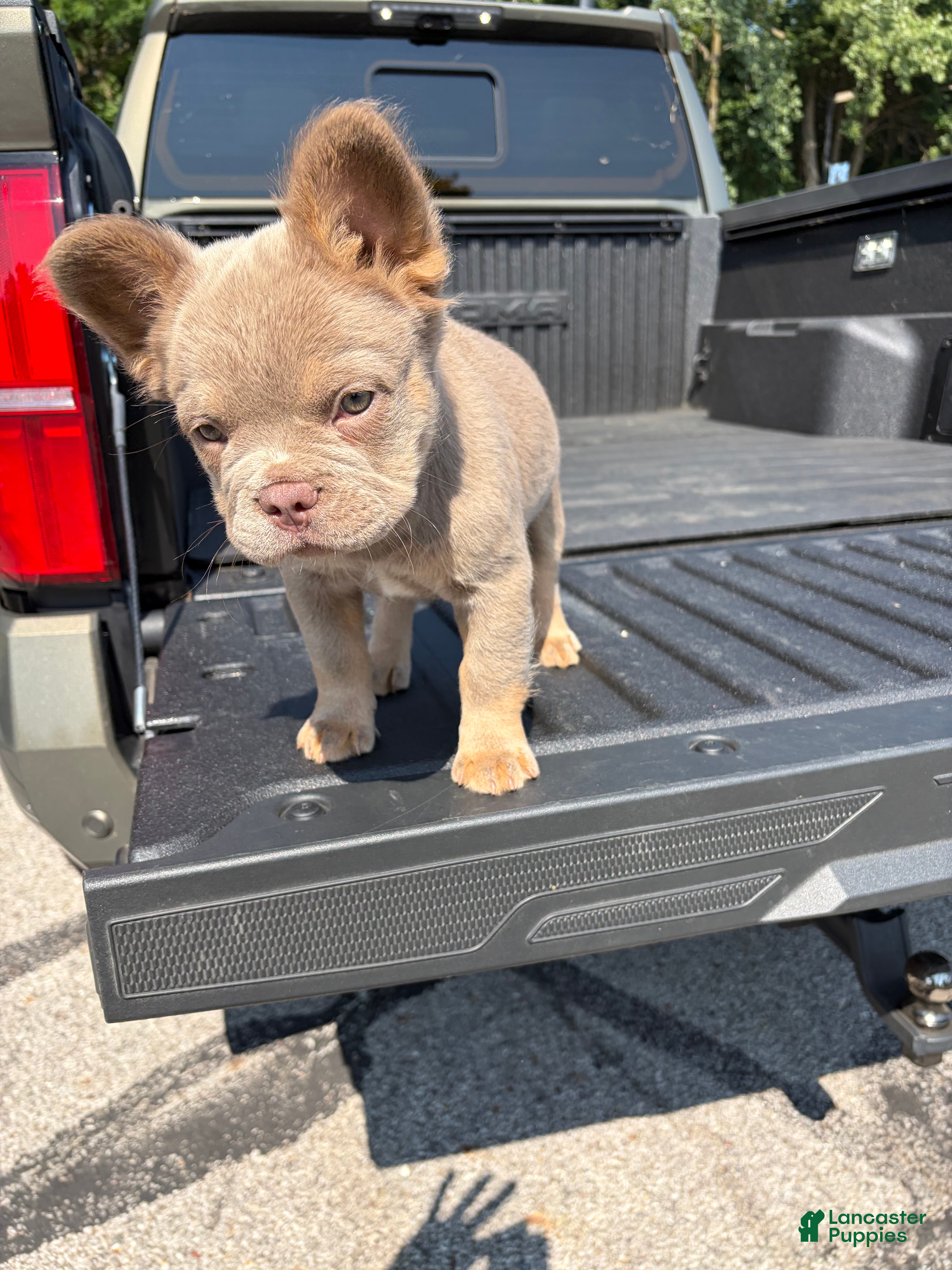 French Bulldog dogs French Bulldog 5 - Ad 2