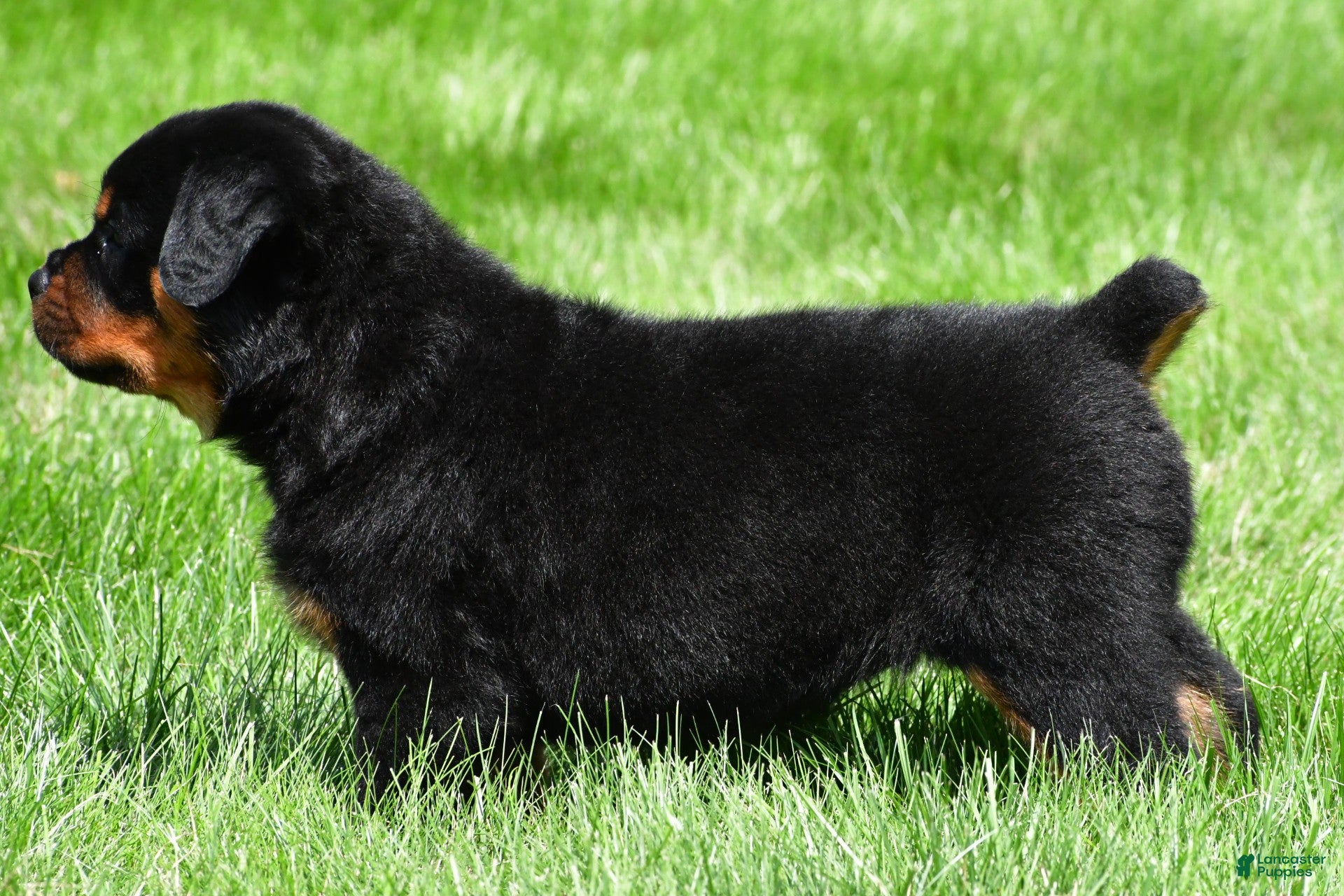 Rottweiler dogs autumn - Ad 1