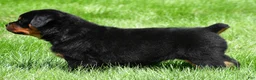 Rottweiler dogs for sale: autumn - Ad 1