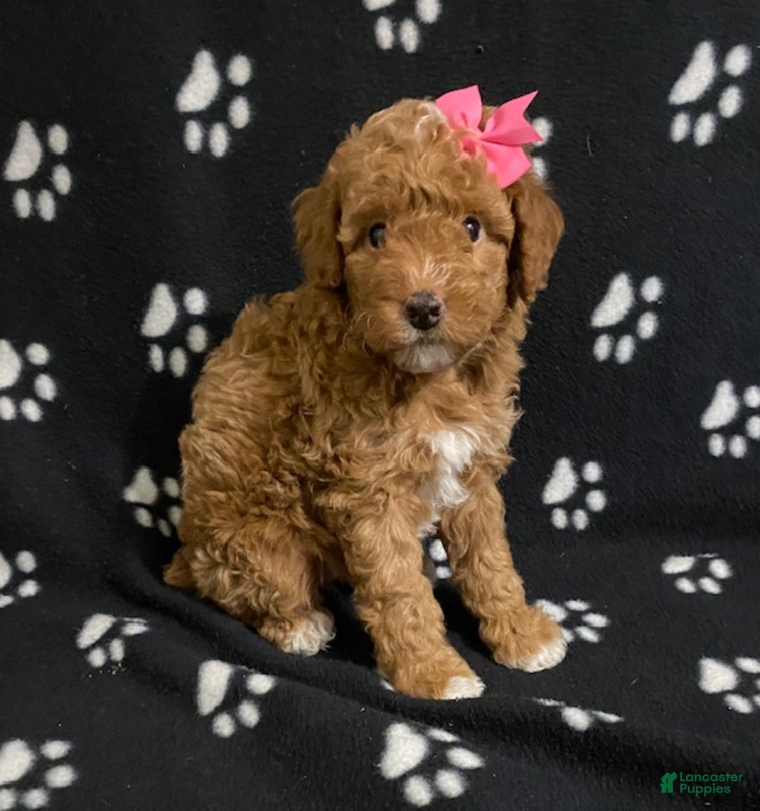 Miniature Poodle dogs for sale: Beauty - Ad 1