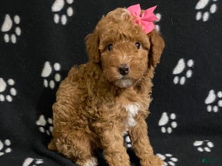 Miniature Poodle dogs Beauty - Ad 23