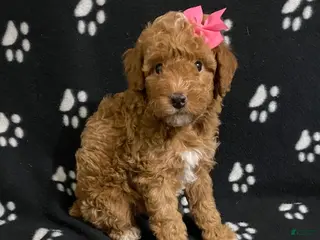 Miniature Poodle dogs Beauty - Ad 41