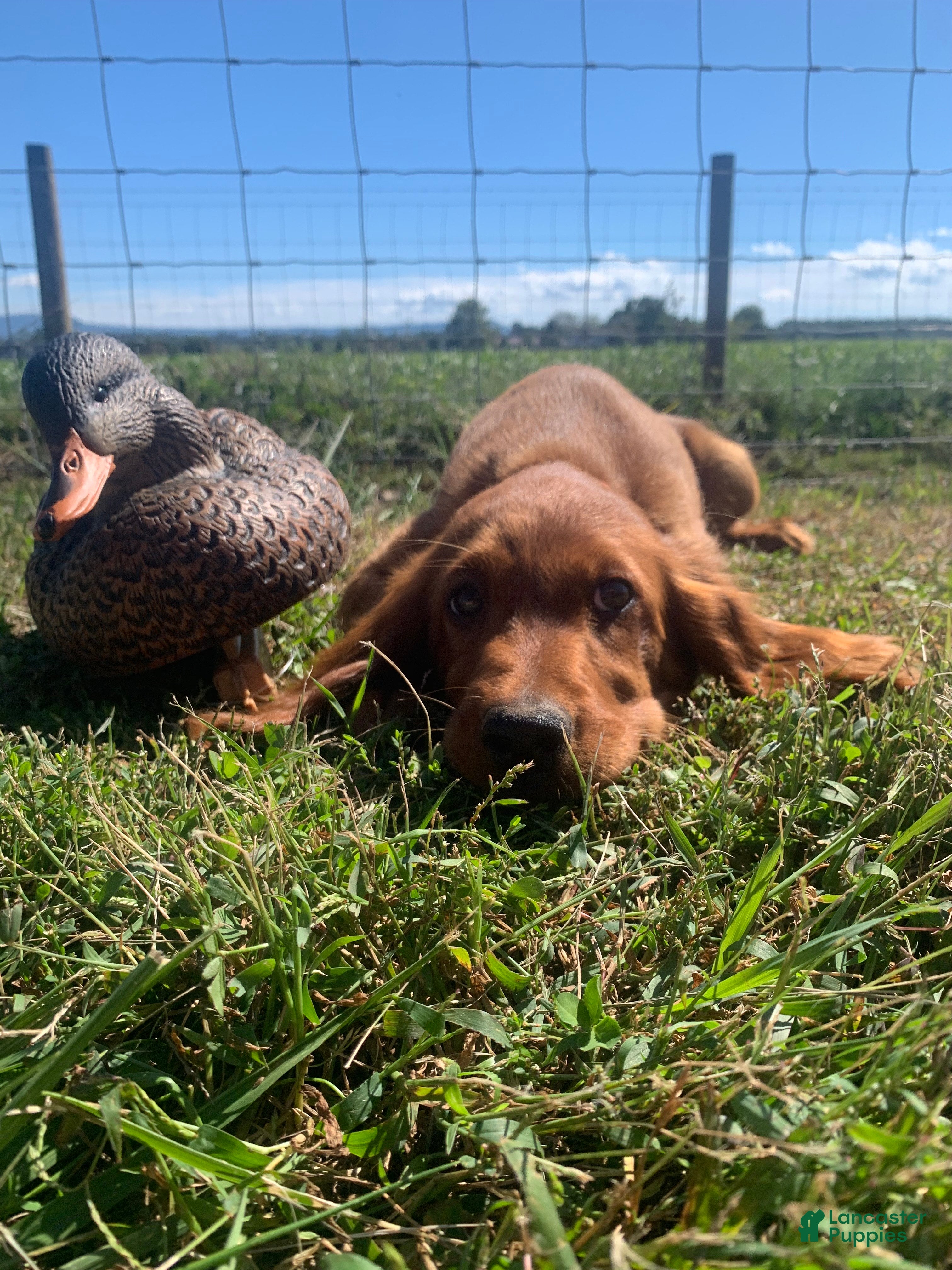Irish Setter dogs for sale: Scarlett - Ad 1
