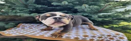 English Bulldog dogs for sale: Elliot - Ad 16