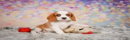 Beaglier dogs for sale: Brooke - Ad 12