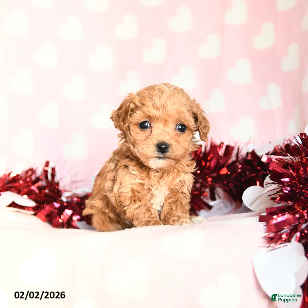 Toy Poodle dogs for sale: Lily - Ad 5