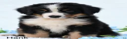 Bernese Mountain Dog dogs for sale: Hank  - Ad 4