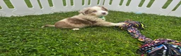 Toy Australian Shepherd dogs for sale: Boy 2 - Ad 3