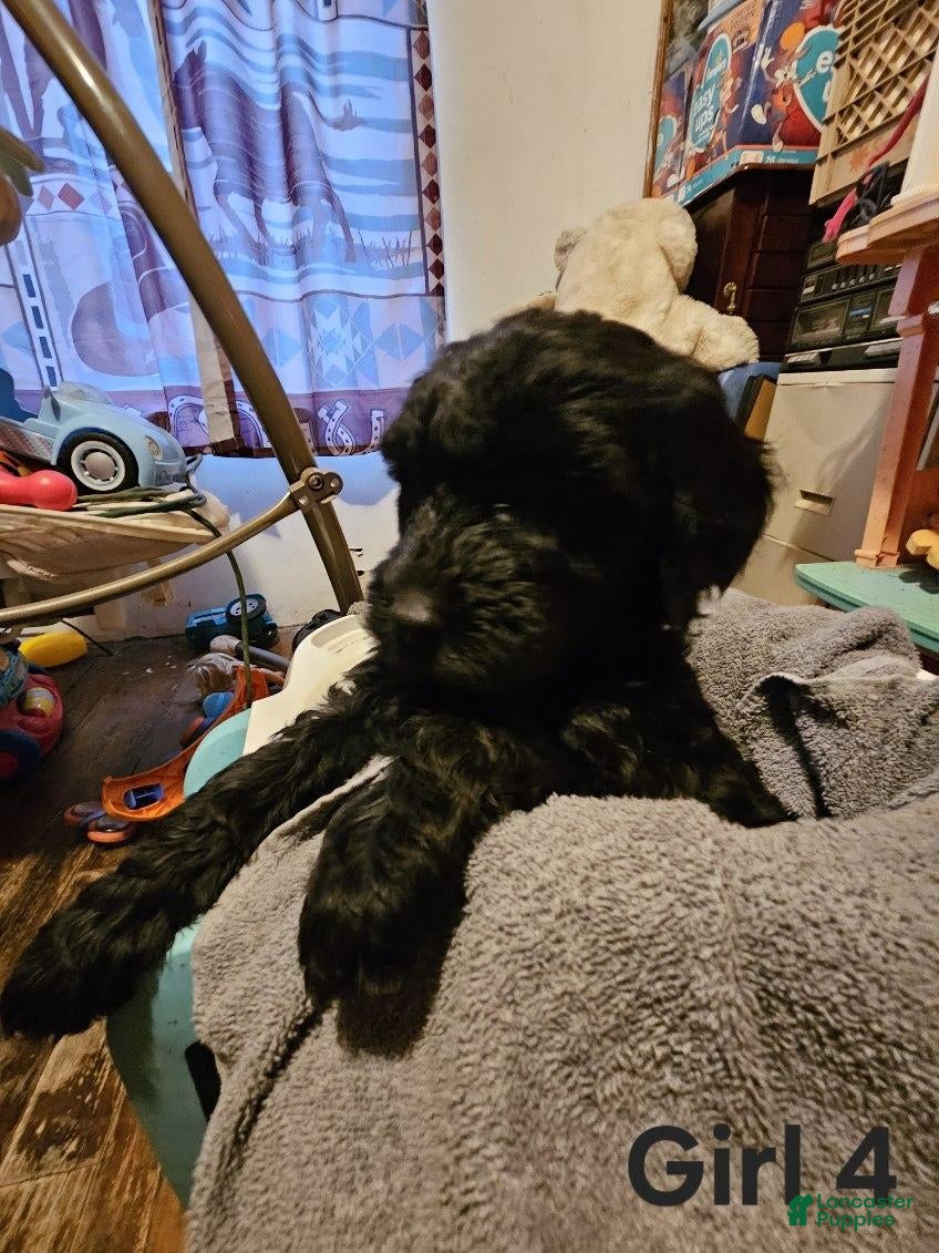 Mixed Breed dogs Girl #4 - Ad 20