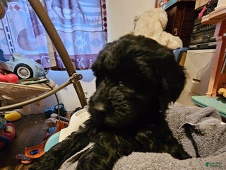 Mixed Breed dogs Girl #4 - Ad 23