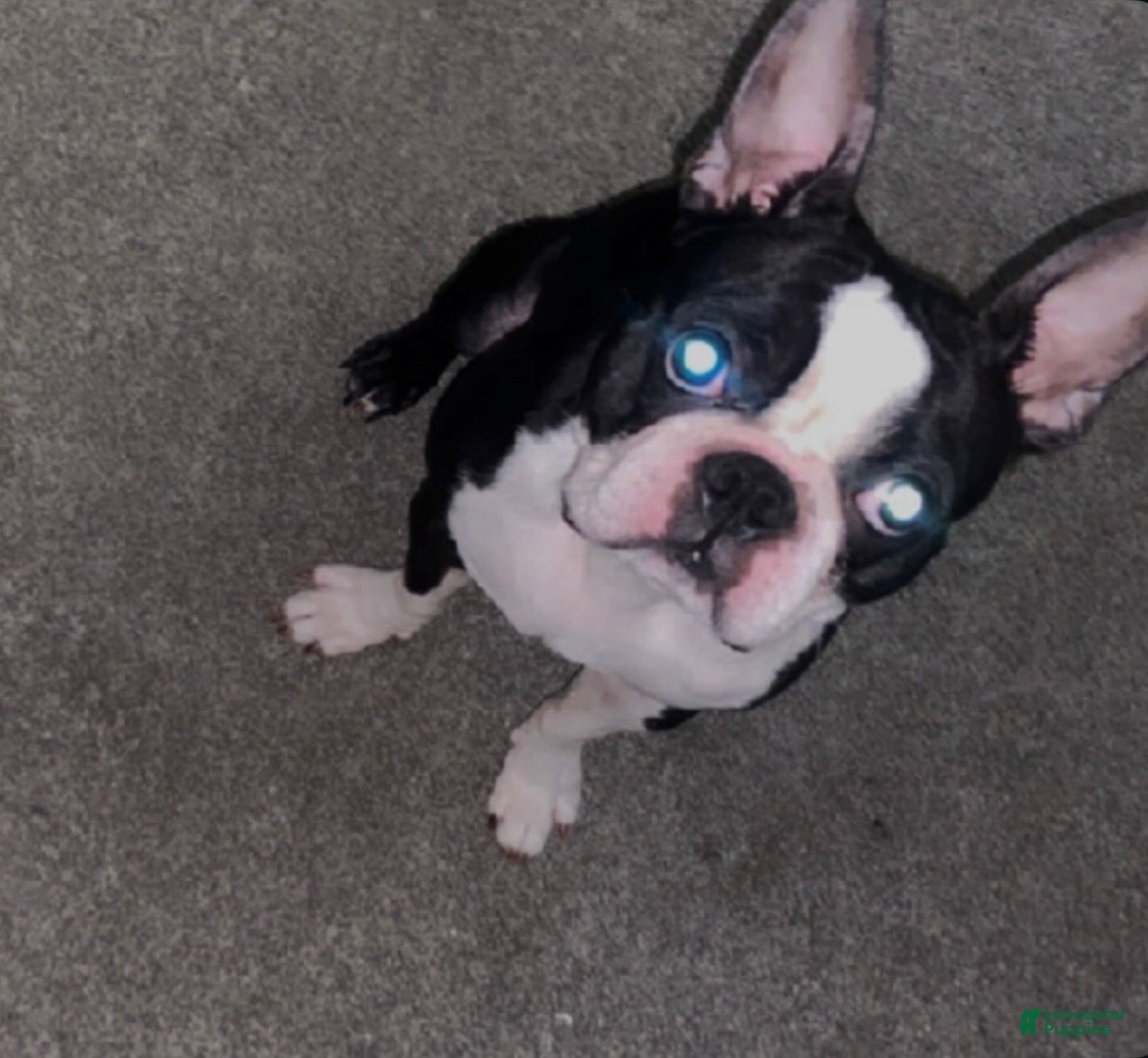Frenchton dogs for sale: Midnight  - Ad 6