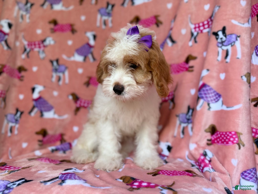 Mini Goldendoodle dogs for sale: Pumpkin  - Ad 2