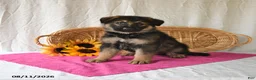German Shepherd dogs for sale: Trixi  - Ad 2