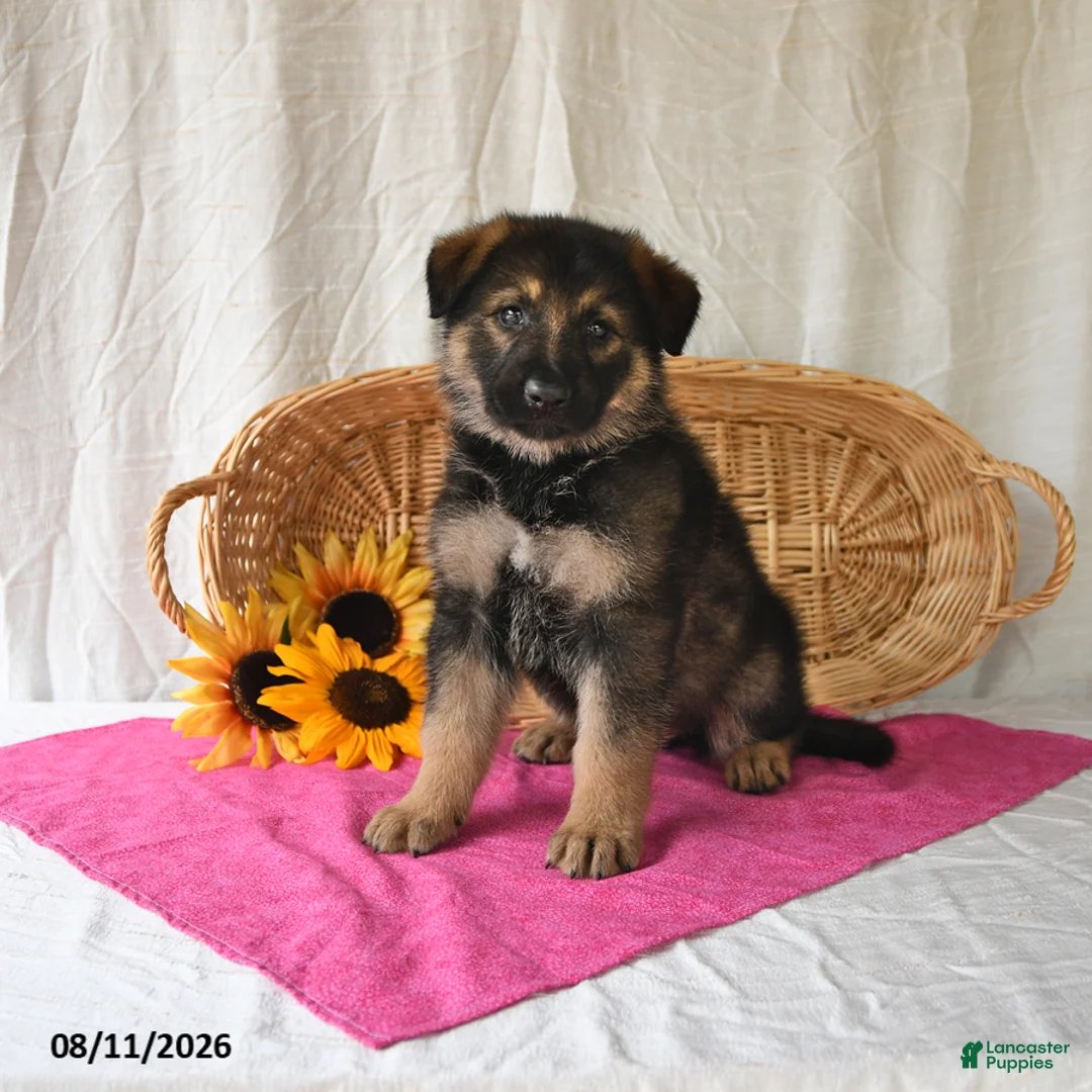 German Shepherd dogs for sale: Trixi  - Ad 2