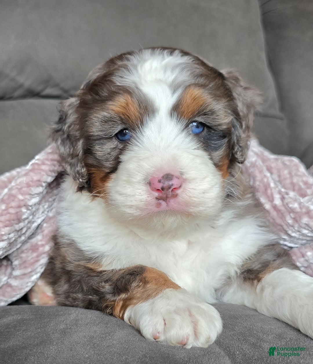 Mini Bernedoodle dogs for sale: Mini Bentley - Ad 2