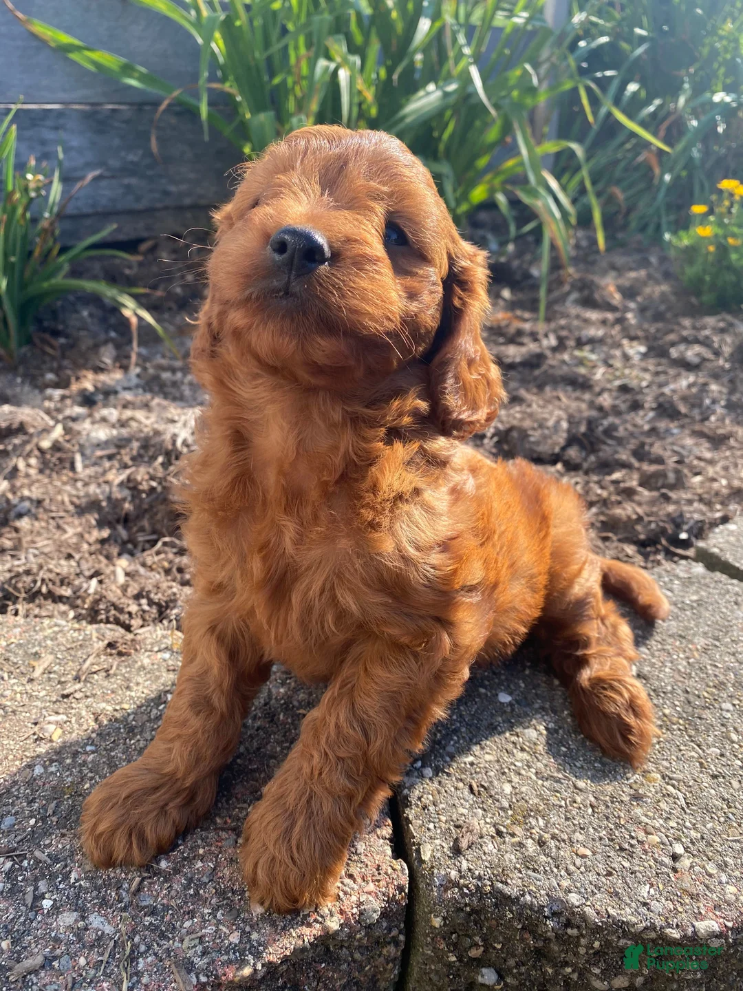 Cavapoo dogs for sale: Jasper - Ad 2