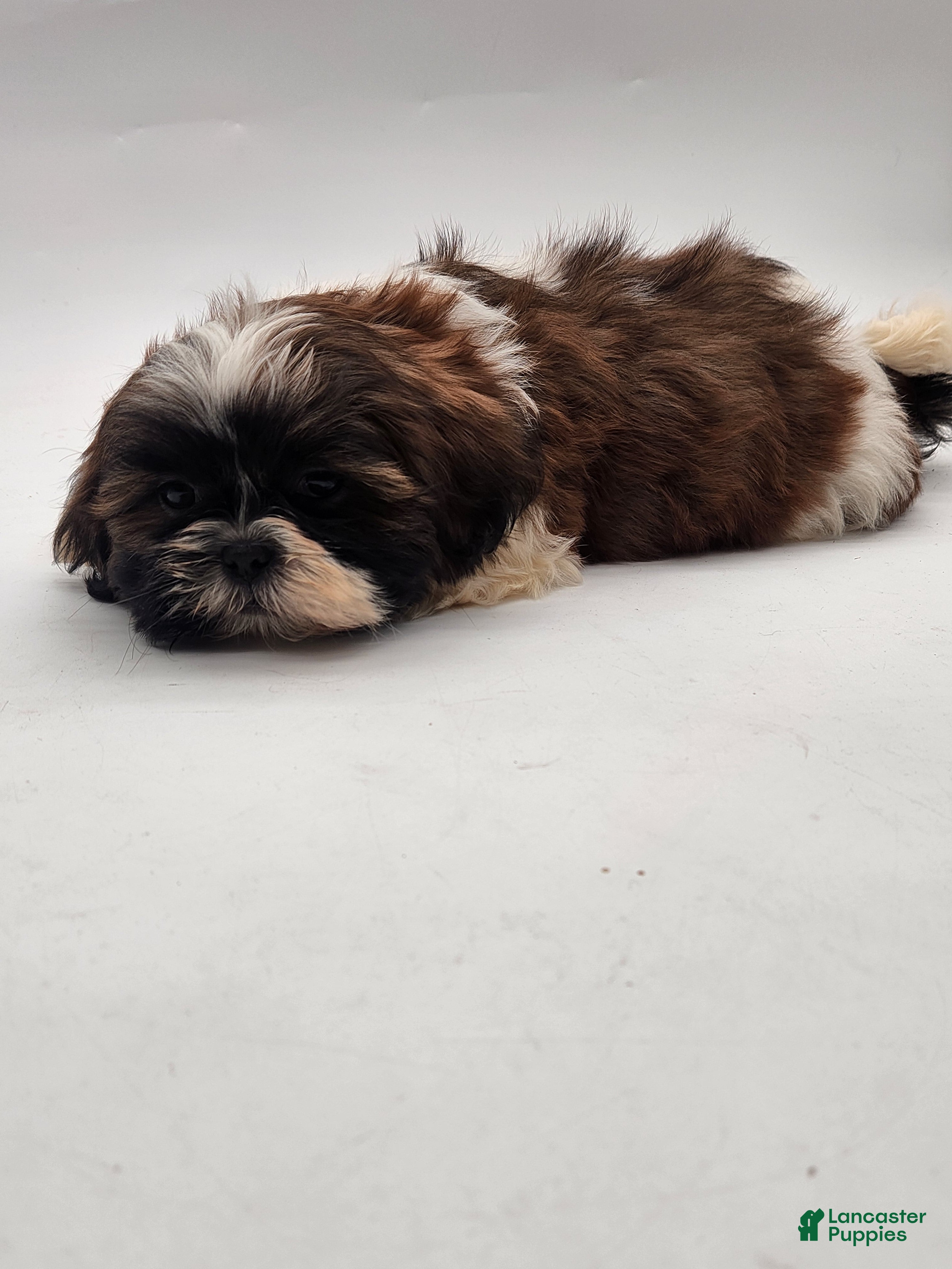 Shih Tzu dogs Shih Tzu Puppy 1 - Ad 2