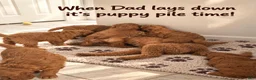 Goldendoodle dogs for sale: Black collar boy - Ad 3