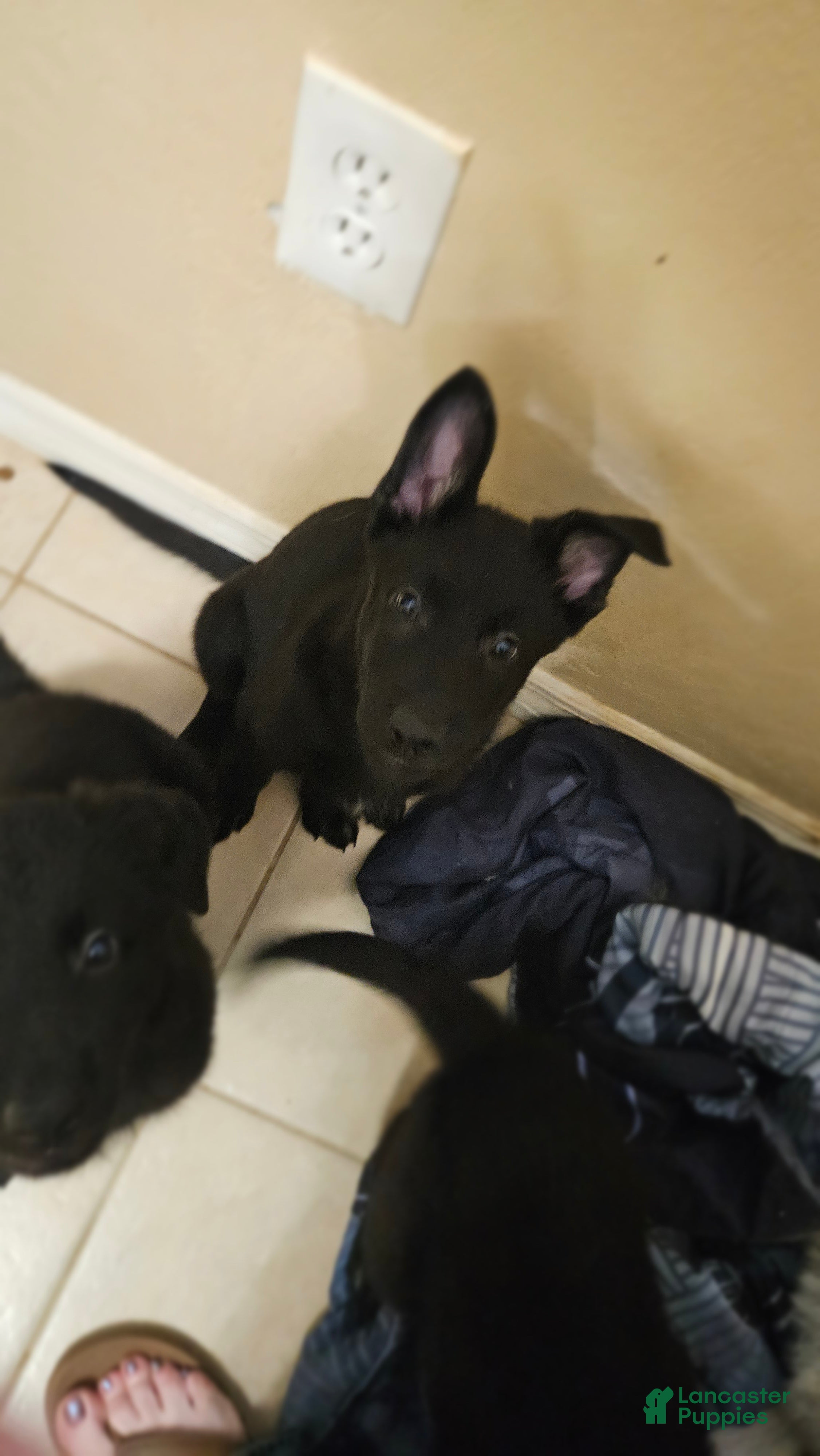 Mixed Breed dogs Mixed Breed 2 - Ad 42