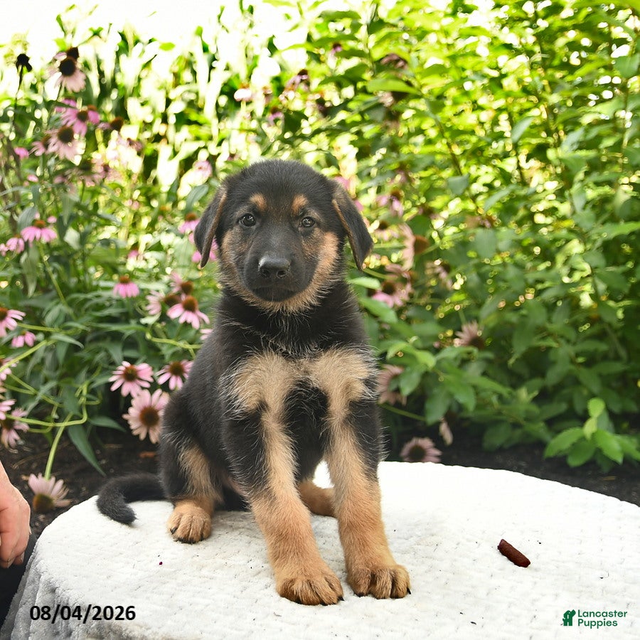 German Shepherd dogs Lancelot - Ad 1