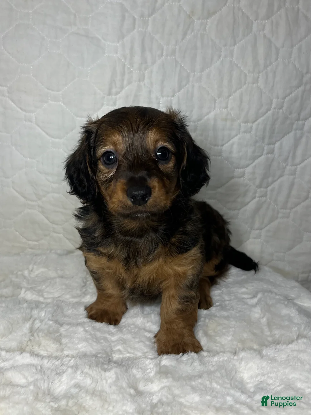 Miniature Dachshund dogs for sale: Miniature Dachshund Puppy 1 - Ad 5