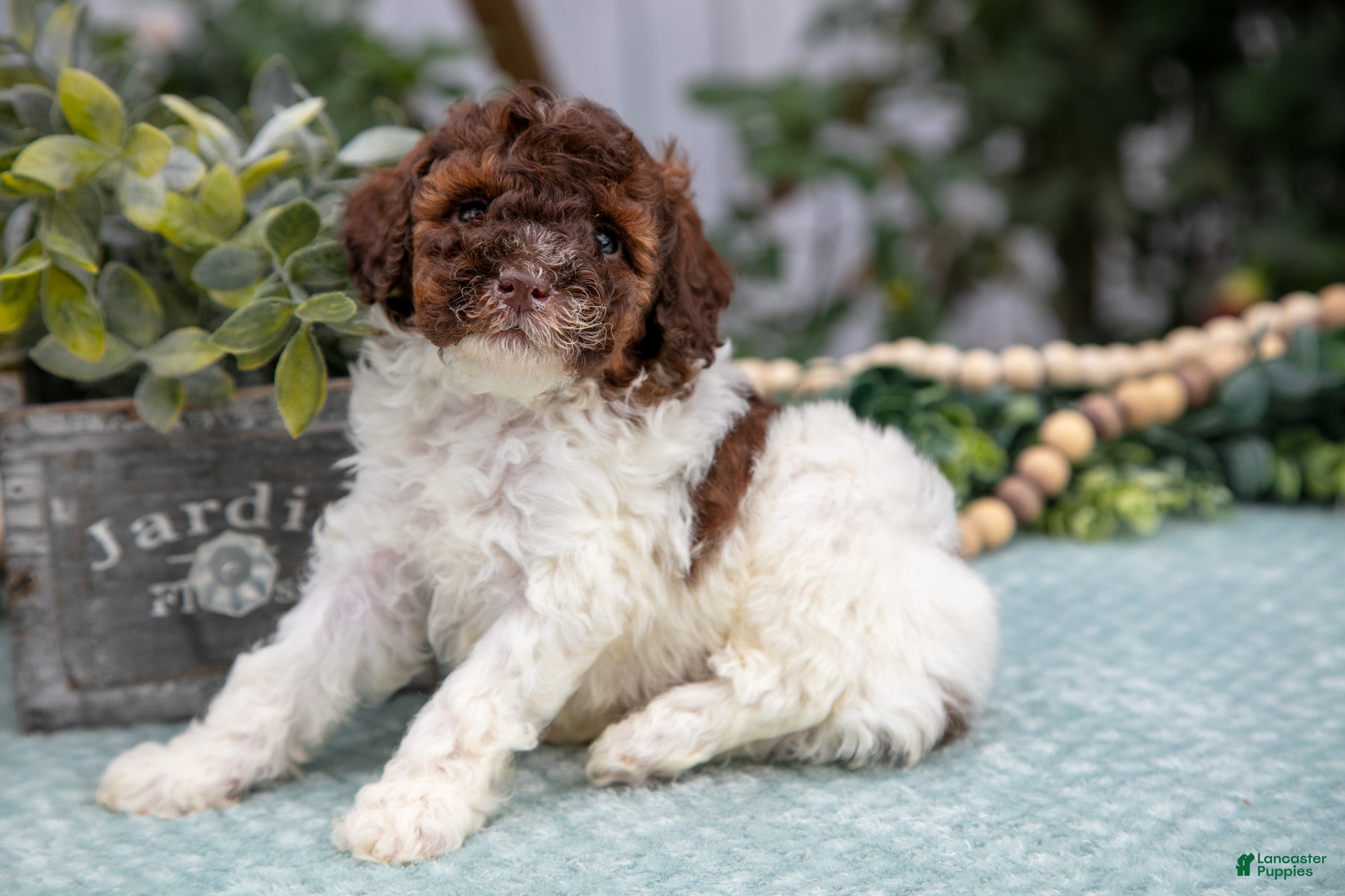 Miniature Poodle dogs Nolan - Ad 9