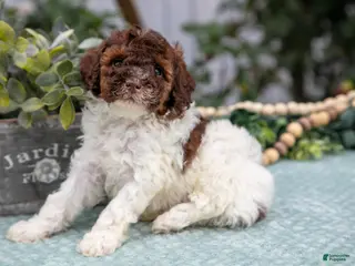 Miniature Poodle dogs Nolan - Ad 30