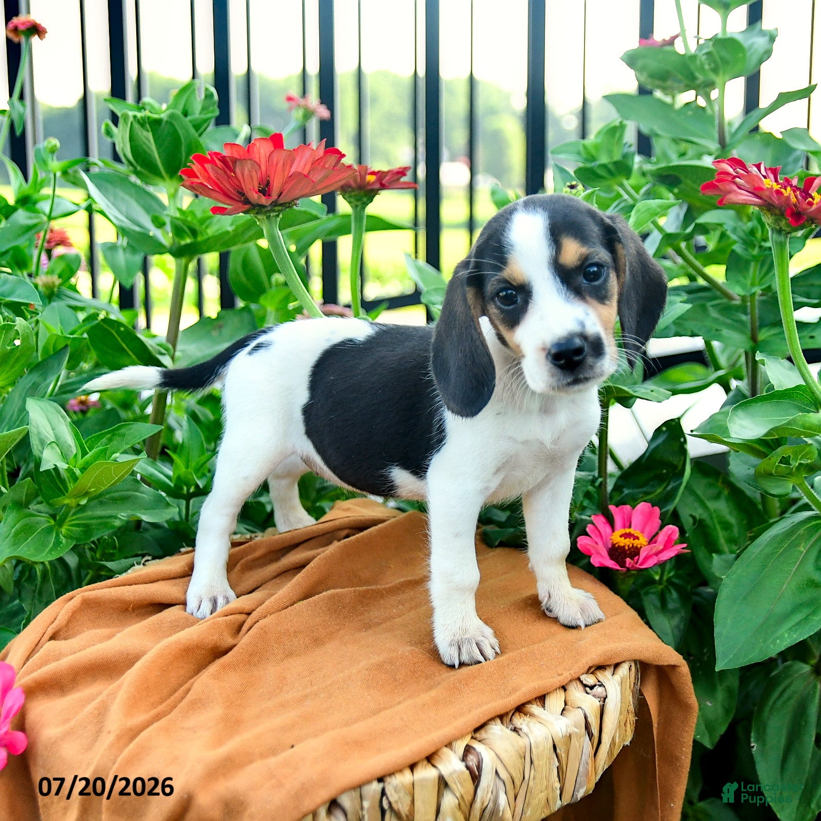 Beagle dogs Hannah - Ad 2