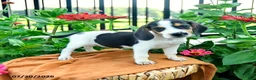 Beagle dogs for sale: Hannah - Ad 2