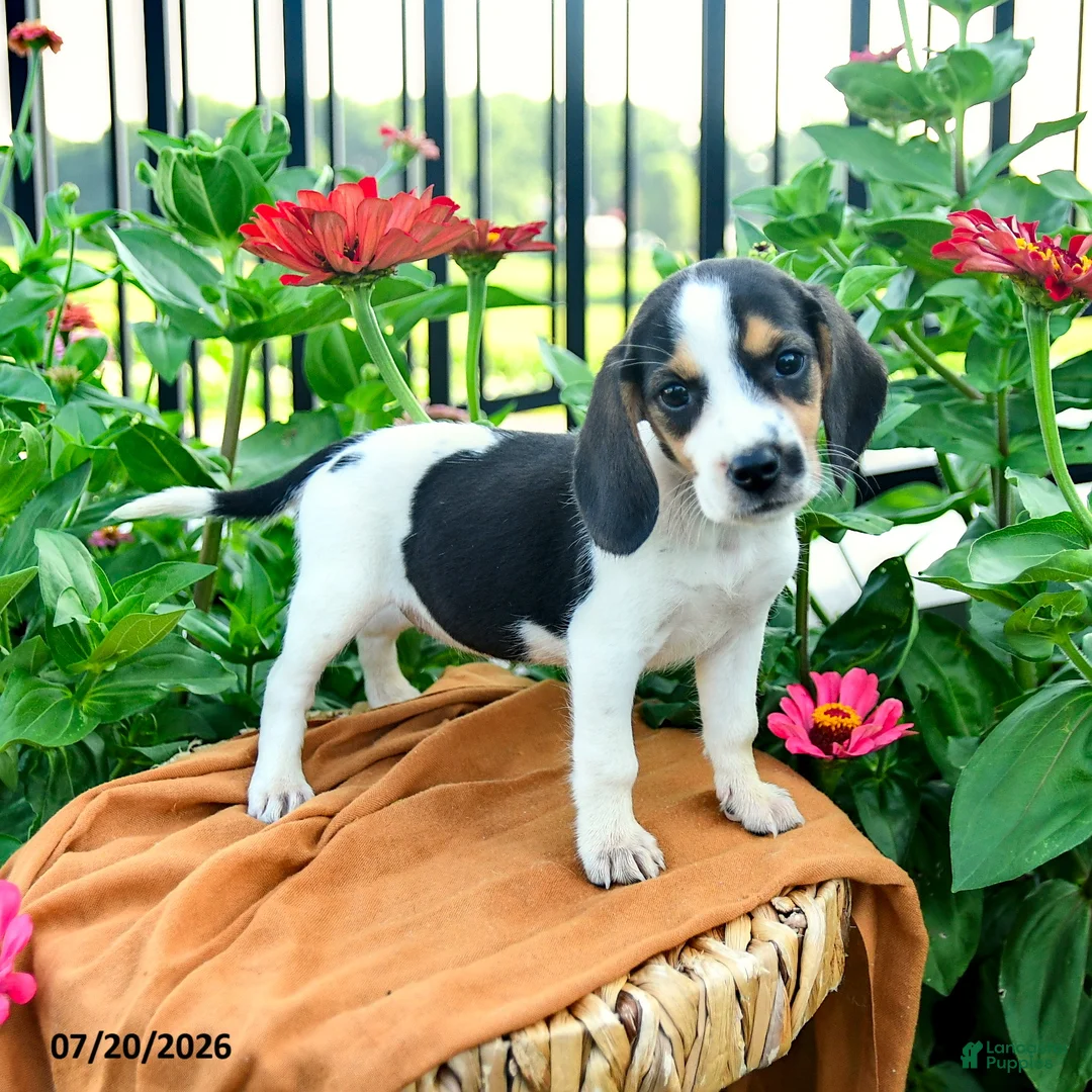 Beagle dogs for sale: Hannah - Ad 2