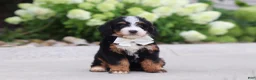 Mini Bernedoodle dogs for sale: Cupcake - Ad 3