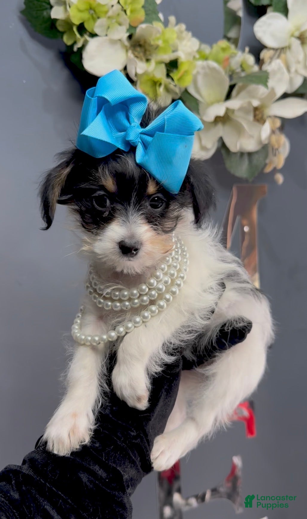 Yorkshire Terrier dogs Alfredo - Ad 2