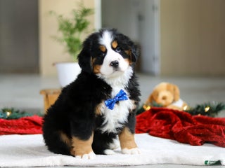 Bernese Mountain Dog dogs Kody - Ad 15