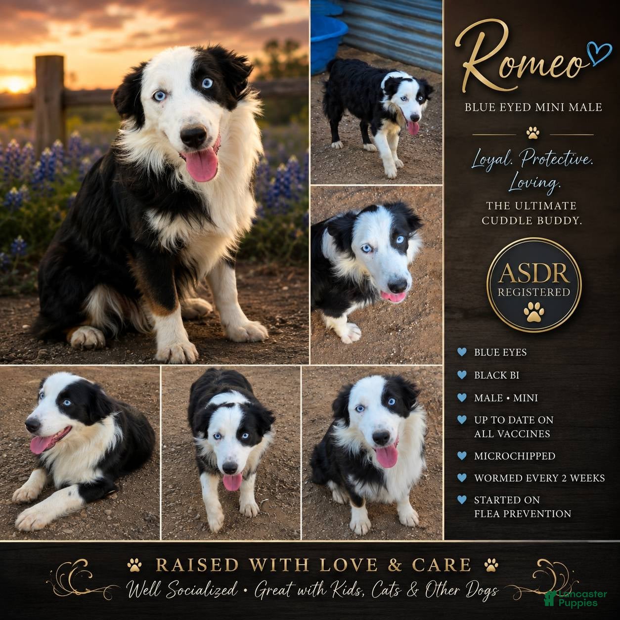 Miniature Australian Shepherd dogs Romeo - Ad 1