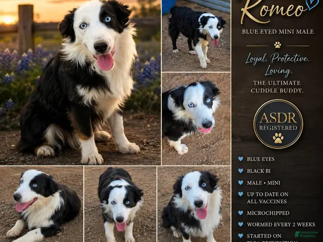 Miniature Australian Shepherd dogs for sale: Romeo - Ad 1