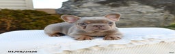 French Bulldog dogs for sale: Ivy - Ad 4