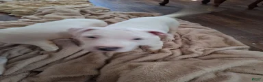 American Pit Bull Terrier 2