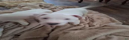 American Pit Bull Terrier dogs for sale: American Pit Bull Terrier 2 - Ad 1