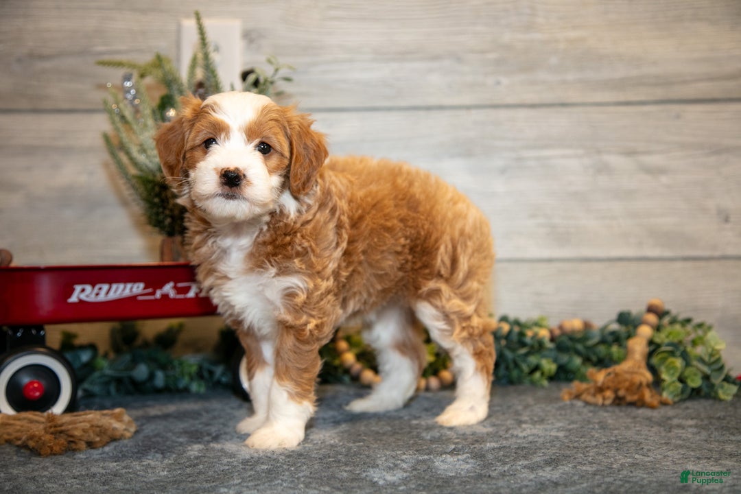 Mini Goldendoodle dogs for sale: Taylor - Ad 2