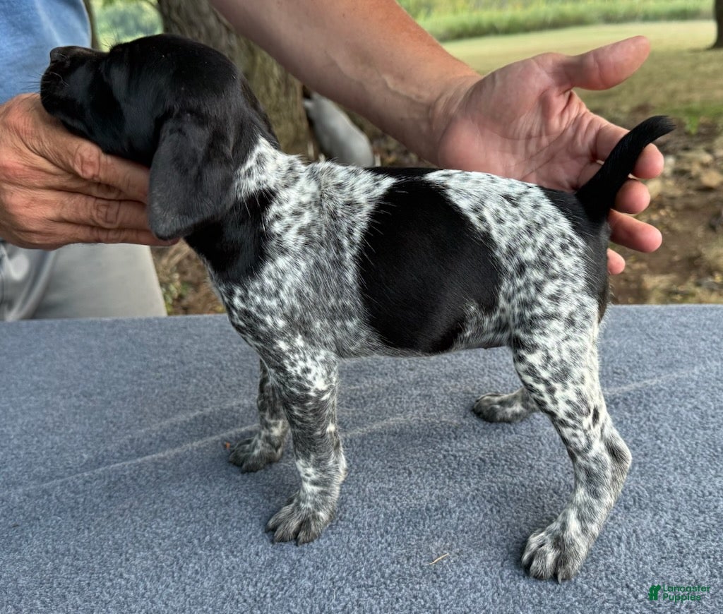 German Shorthaired Pointer dogs Girl 4 - Ad 2