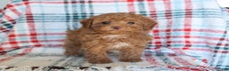 Toy Poodle dogs for sale: Theo - Ad 1