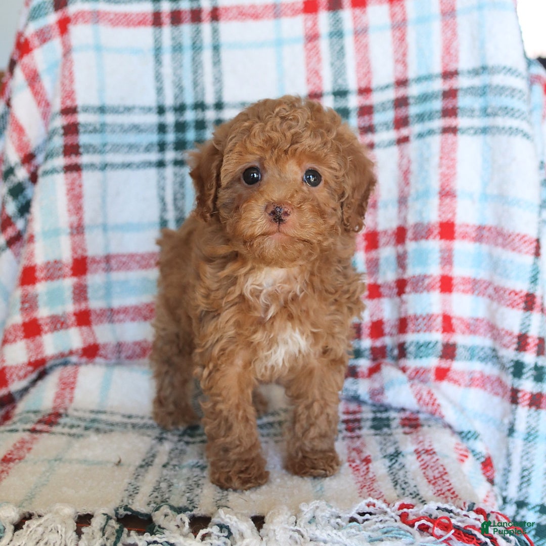Toy Poodle dogs for sale: Theo - Ad 1
