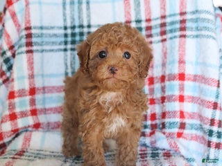 Toy Poodle dogs Theo - Ad 42
