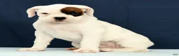 Boxer dogs for sale: Cookie - Ad 2