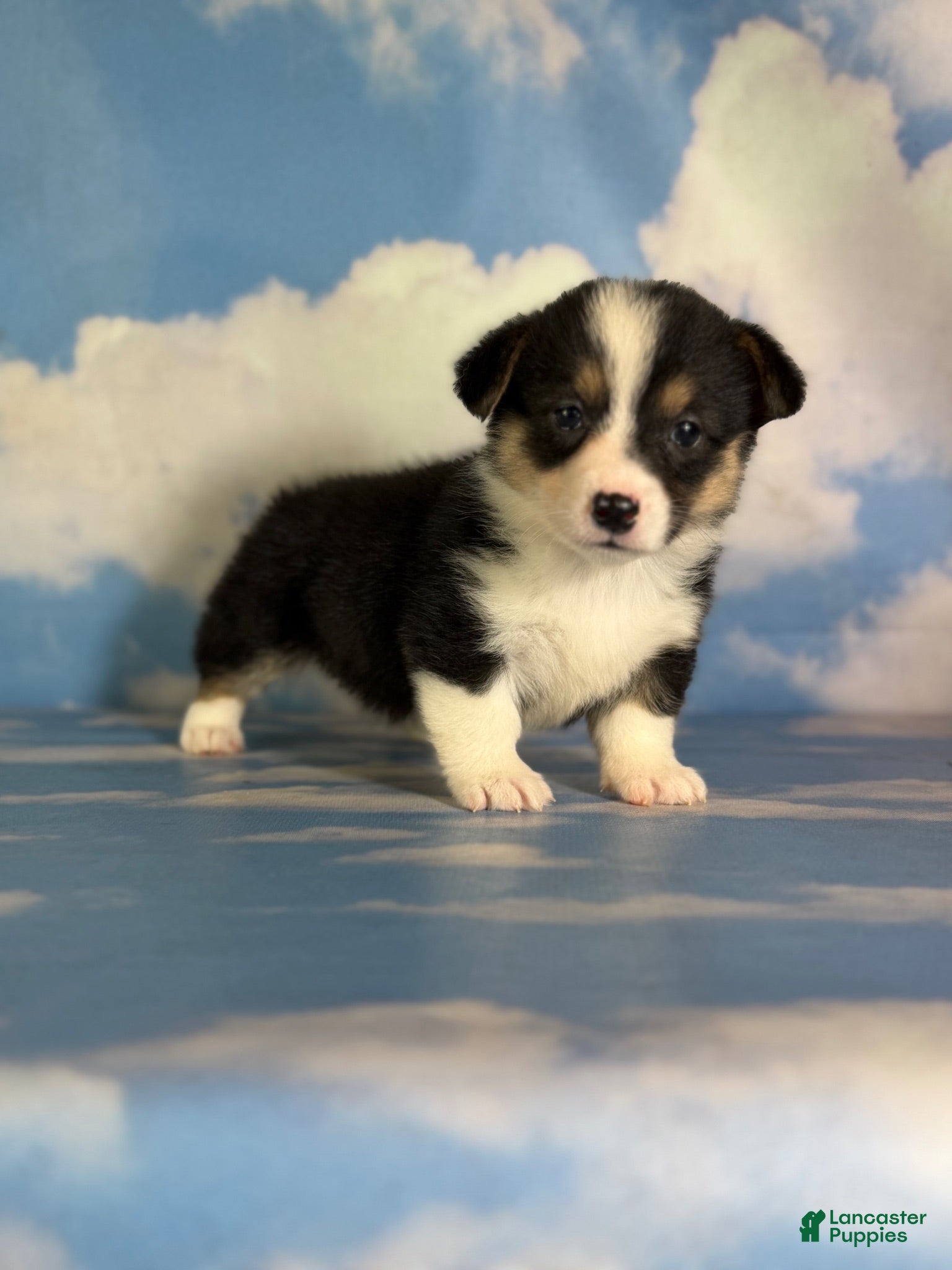 Welsh Corgi Pembroke dogs Aca Delilah Natural bobtail Bluie and fluffy carrier triple clear - Ad 1