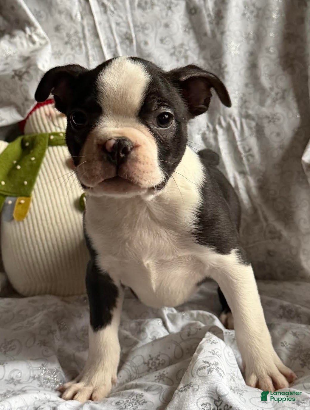 Boston Terrier dogs Mickey - Ad 38