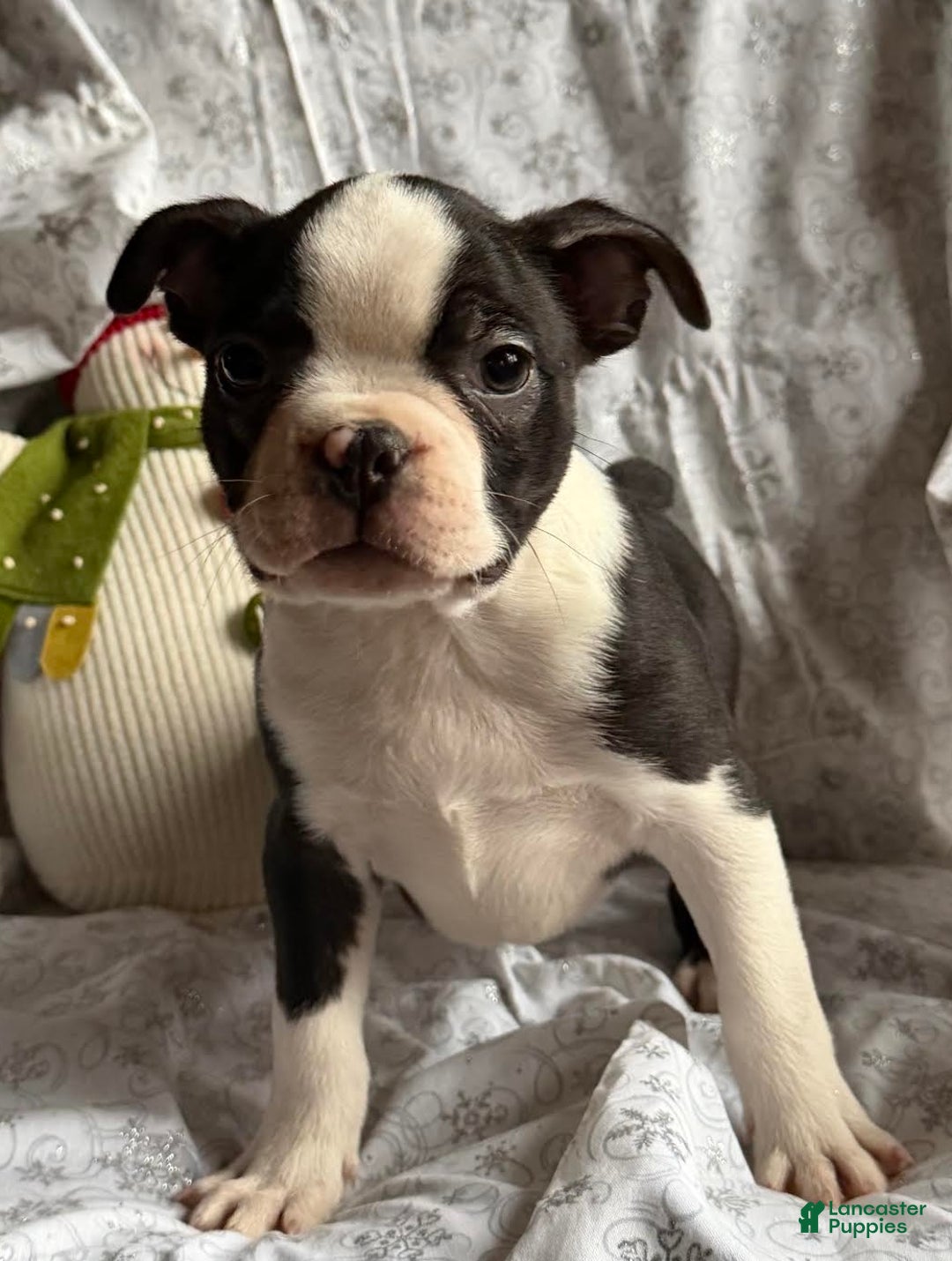 Boston Terrier dogs for sale: Mickey - Ad 1