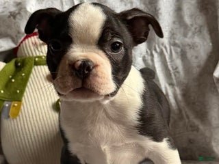 Boston Terrier dogs Mickey - Ad 3